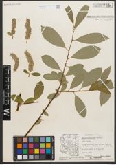 Foto von Salix scouleriana Barratt ex Hook.